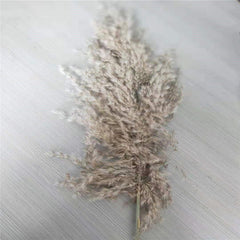 Dried Pampas Grass Decor Fluffy Tall Wedding Flowers