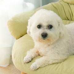 Plush Elevated Fabric Indoor Pet Bed with Solid Wood Legs